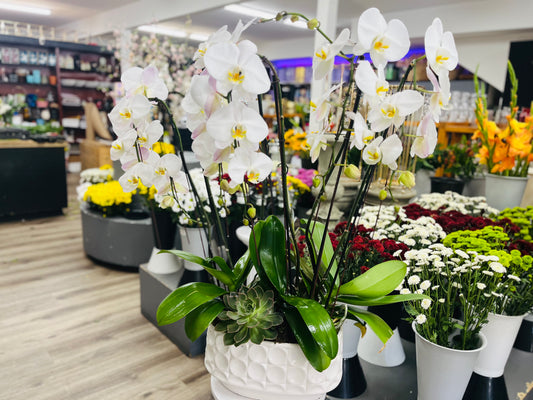 Orchid Garden